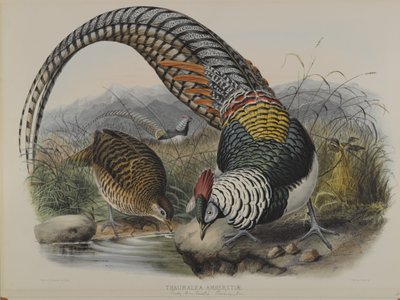 Thaumalea Amherstiae: Faisan Lady Amherst - John Gould